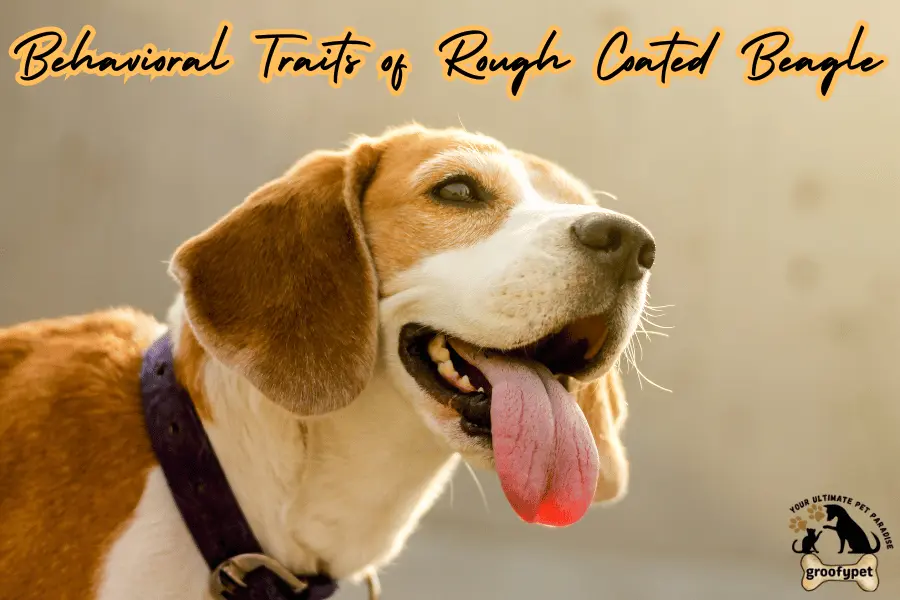 rough coated beagle