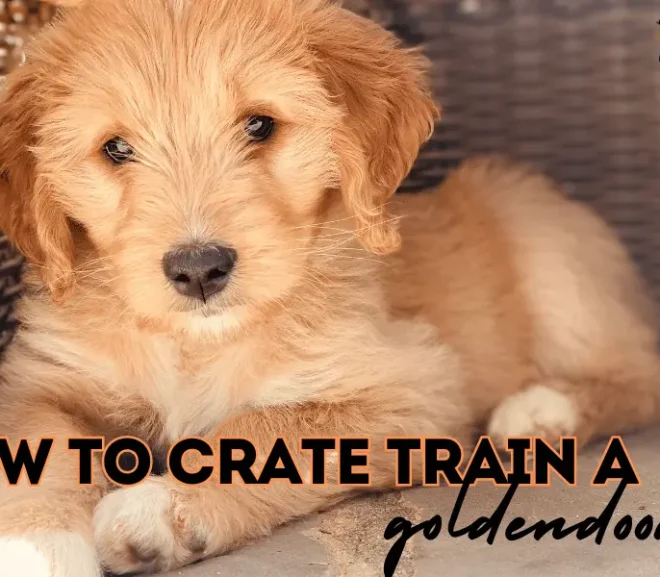 How To Crate Train A goldendoodle? Do’s Don’ts With Powerful Tips!