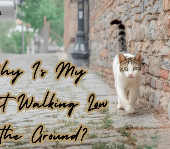 Why Is My Cat Walking Low To The Ground?10 Curious and surprising Reasons!