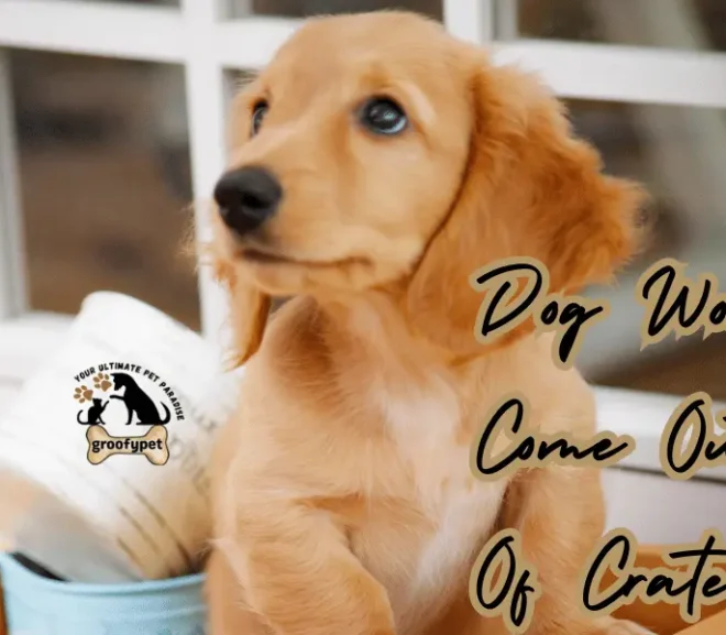 Struggling! Why Your Dog Won’t Come Out of Crate? Solve Mystery