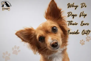 why do dogs flip their ears inside out