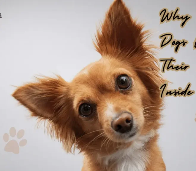 Why Do Dogs Flip Their Ears Inside Out?10 Fascinating Reasons!