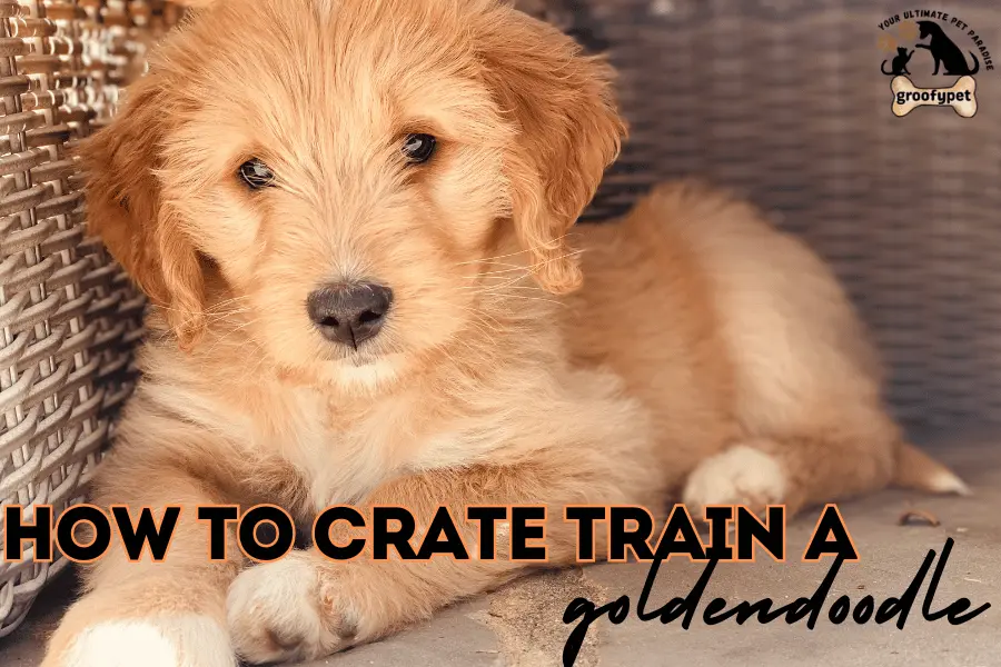 How to crate train a goldendoodle