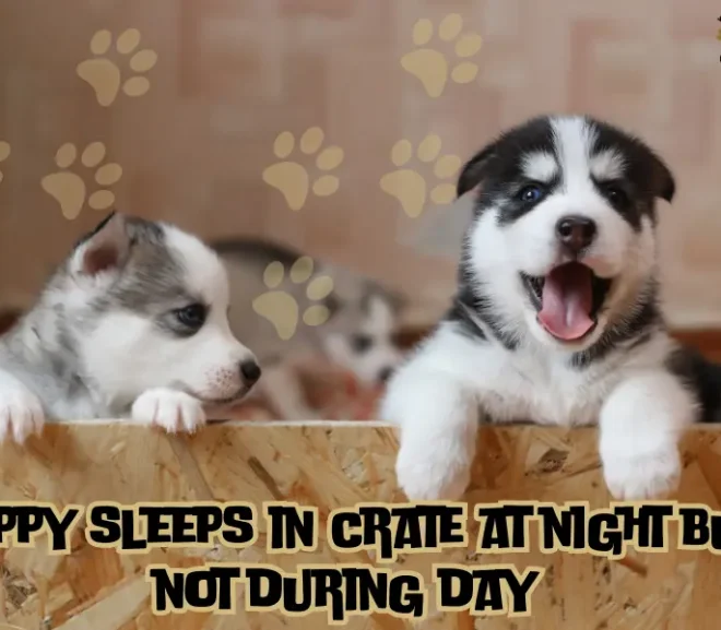 Why Puppy Sleeps in Crate At Night But Not During Day? Powerful Solution!