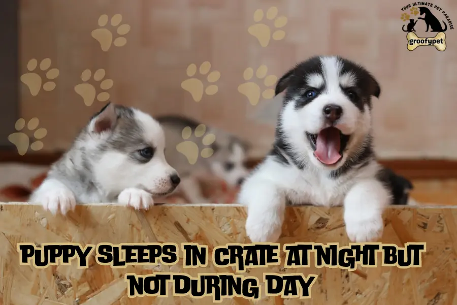 puppy sleeps in crate at night but not during day