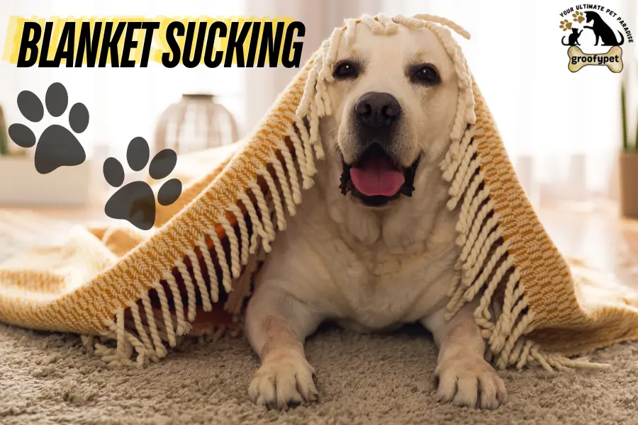 why is my dog licking his bed