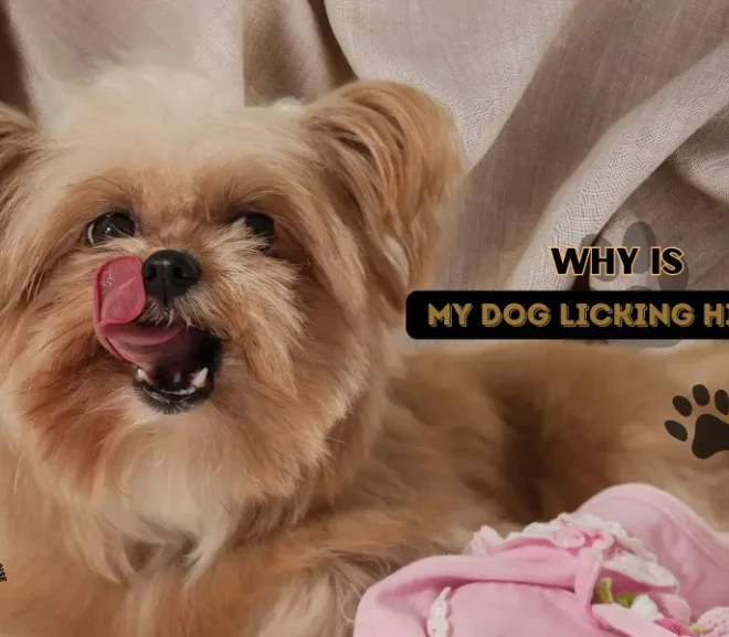Why Is My Dog Licking His Bed? Discover 12 Odd Truth!