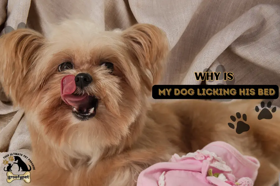 why is my dog licking his bed?
