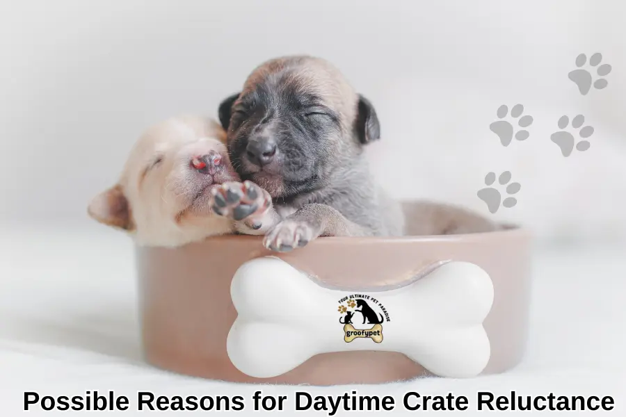 puppy sleeps in crate at night but not during day