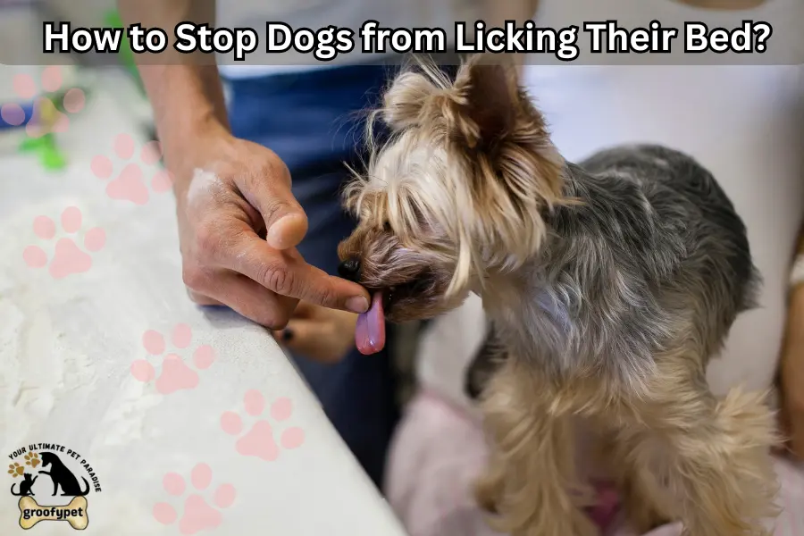why is my dog licking his bed