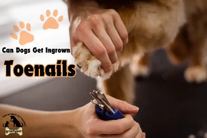 can dogs get ingrown toenails
