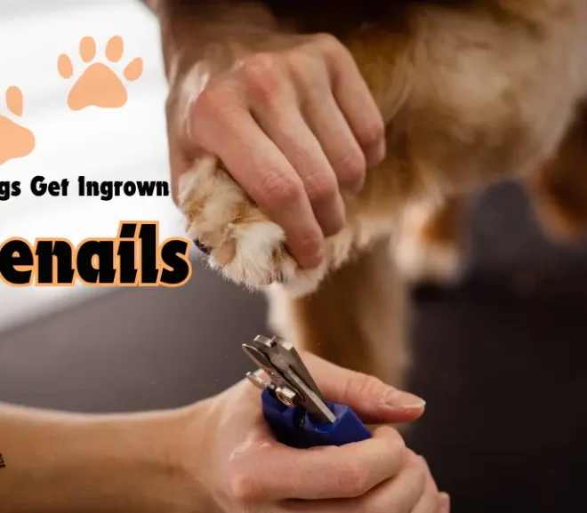 Can Dogs Get Ingrown Toenails? Prevent Pain with Simple Care!