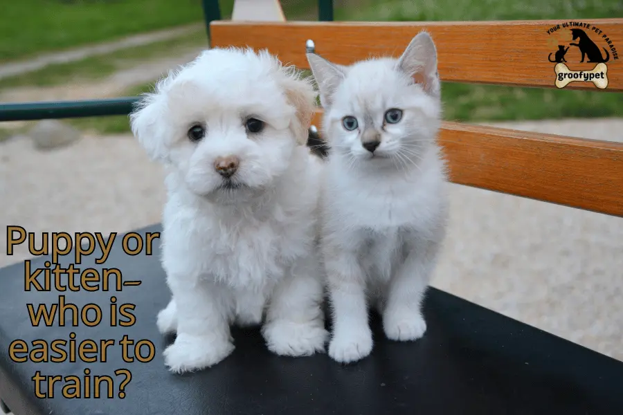 kitten and puppy at the same time