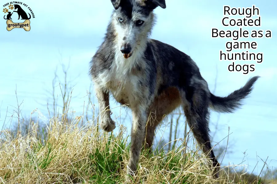 rough coated beagle