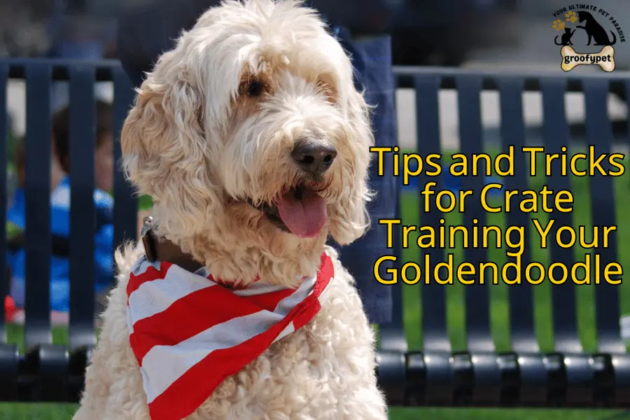 How to crate train a goldendoodle