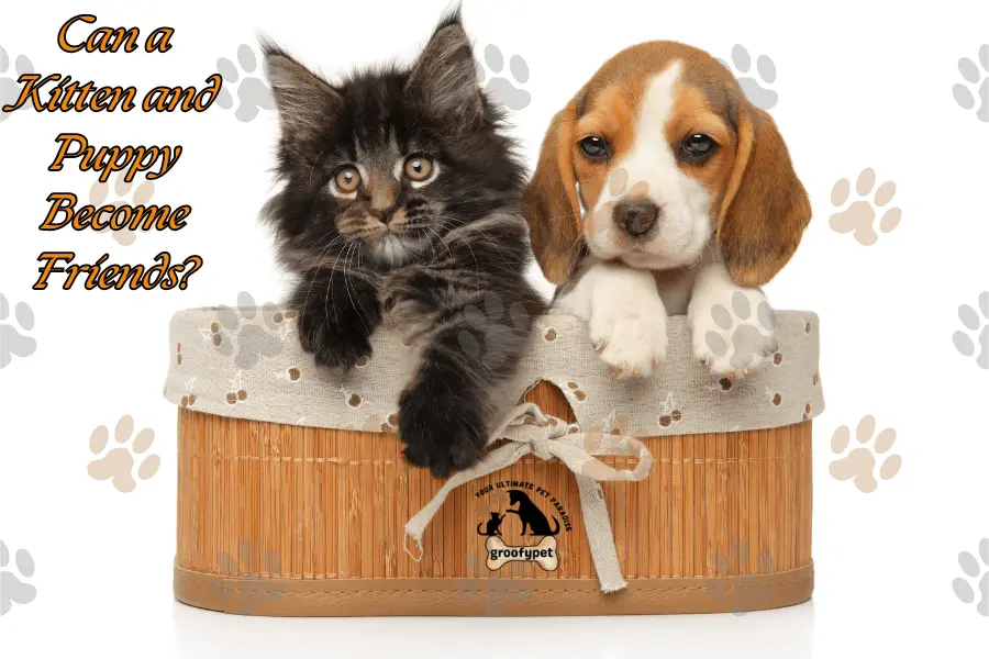 kitten and puppy at the same time