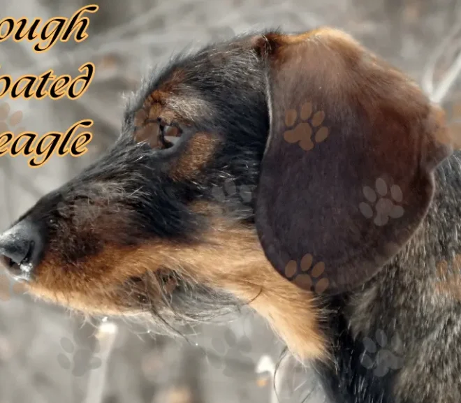 The Rough Coated Beagle: A Fiercely Adorable Companion!