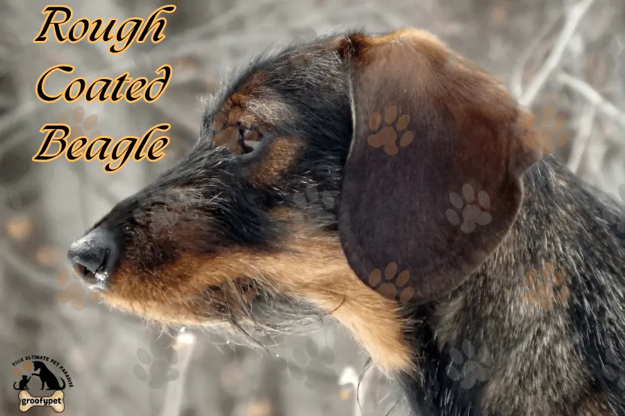 rough coated beagle