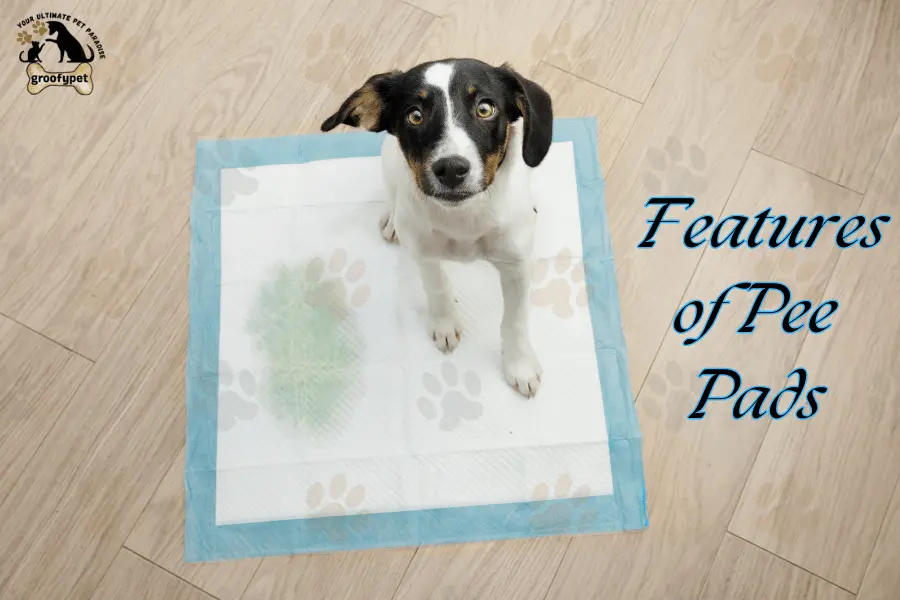 dog litter box vs pee pads