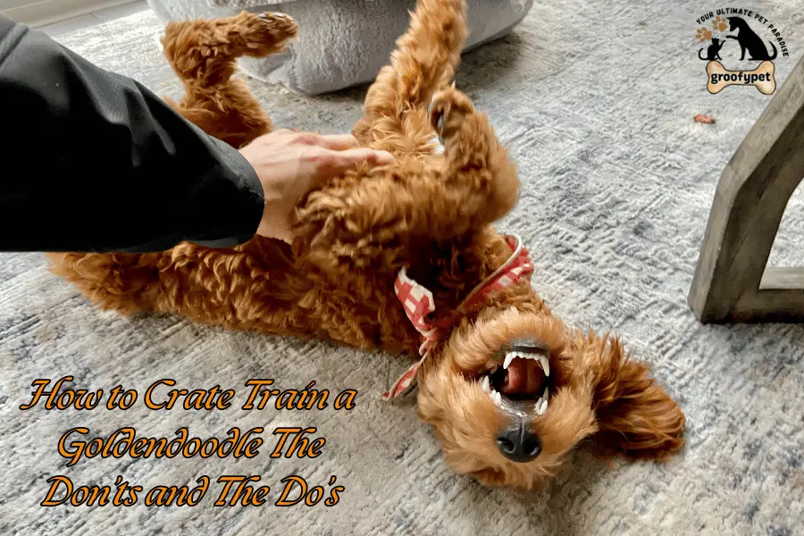 How to crate train a goldendoodle