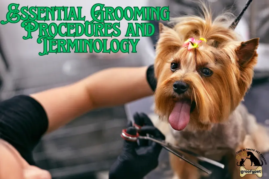 dog grooming terms