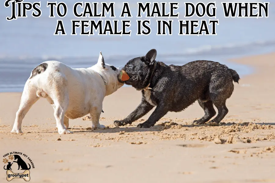 my male dog won't leave my female dog alone
