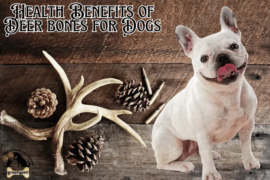 how to prepare deer bone for dog?