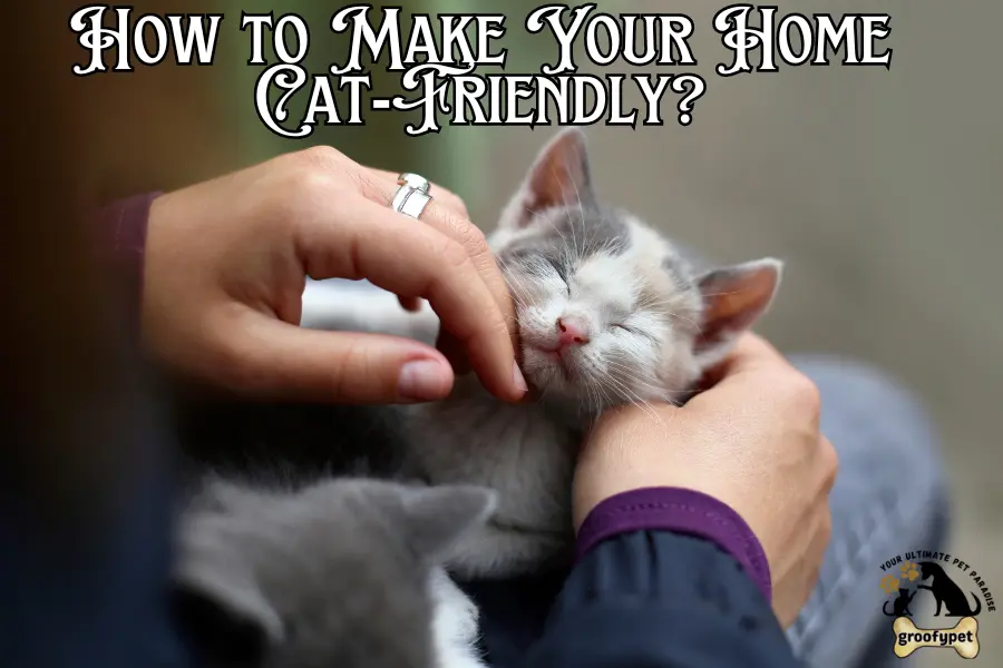 how to kitten proof your home