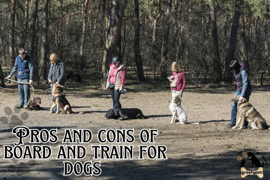 what is board and train for dogs