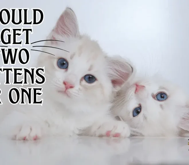 Should I Get Two Kittens or One? The Heartfelt Decision!