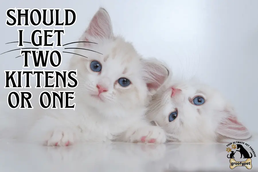 should i get two kittens or one