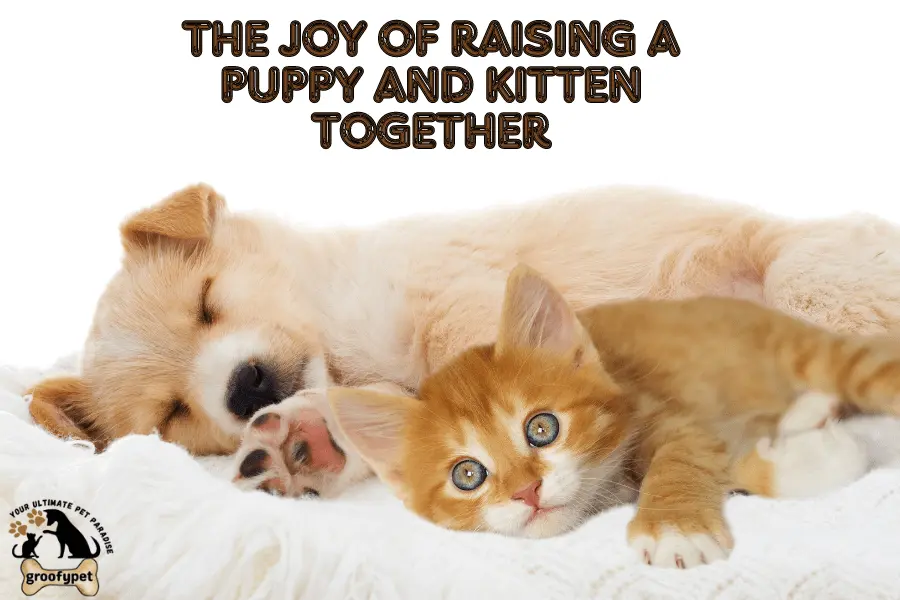 kitten and puppy at the same time