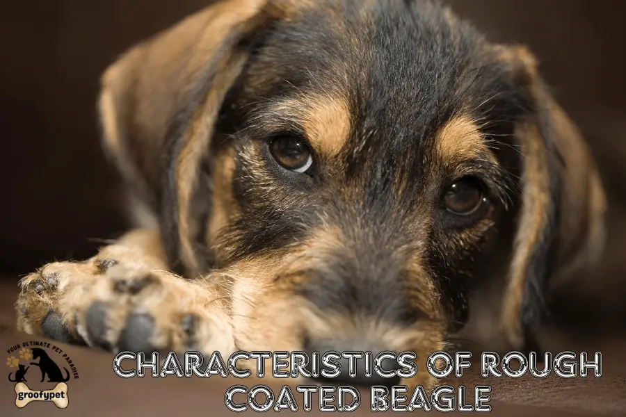 rough coated beagle