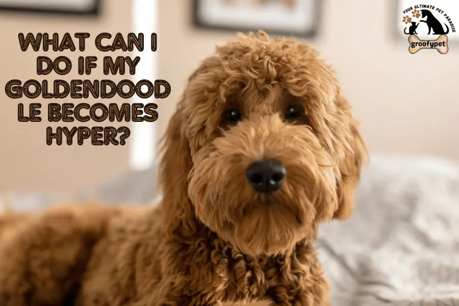 How to crate train a goldendoodle