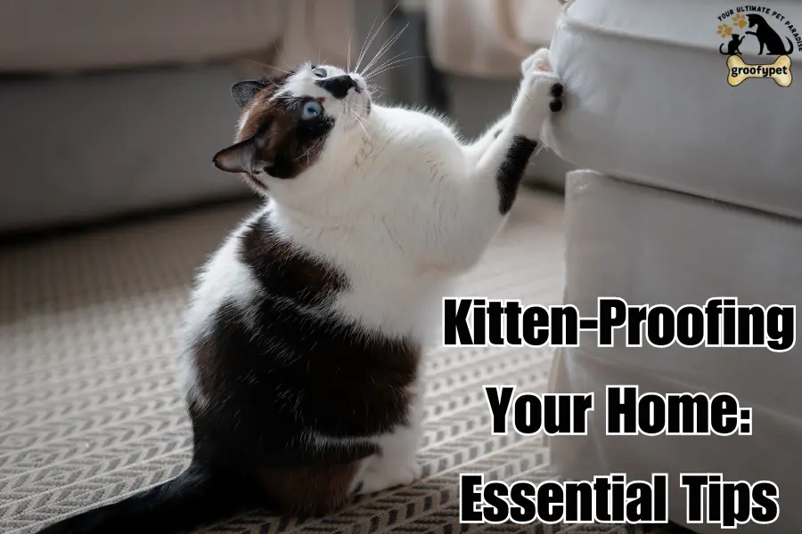 how to kitten proof your home
