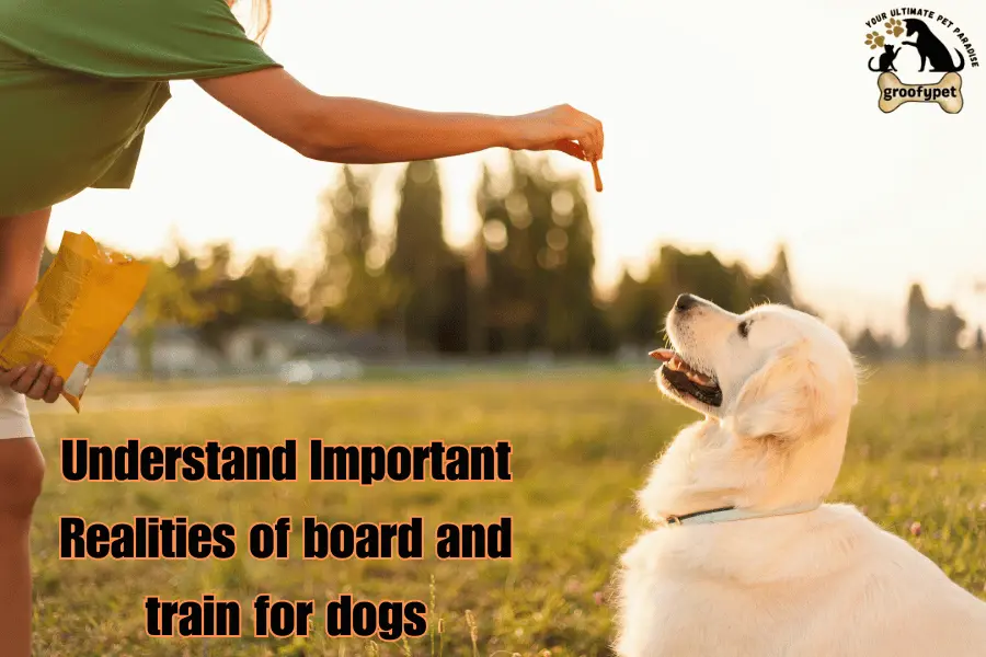 what is board and train for dogs