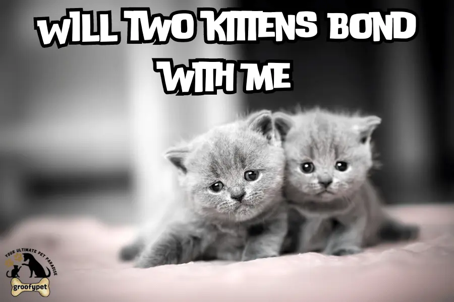 should i get two kittens or one