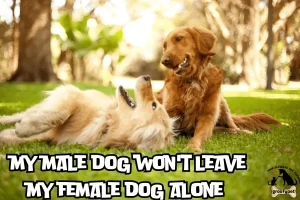 my male dog won't leave my female dog alone