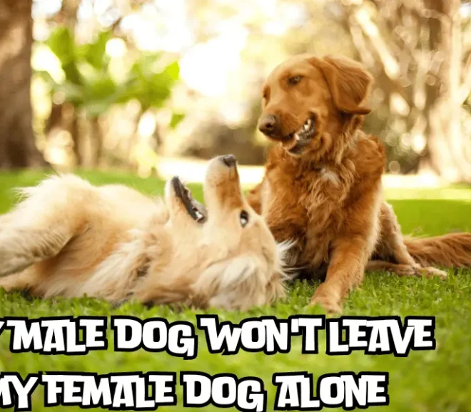 My Male Dog Won’t Leave My Female Dog Alone!
