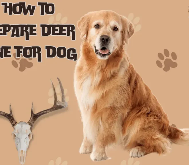 How To Prepare Deer Bone For dog? Explore Full Benefits!