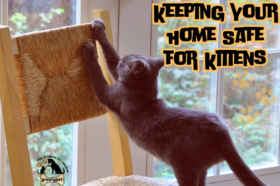 how to kitten proof your home