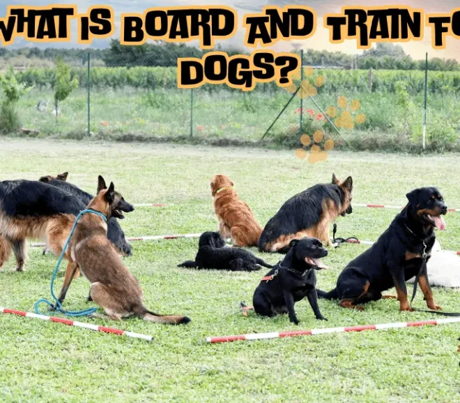 What Is Board And Train For Dogs? The Ultimate Training Solution!