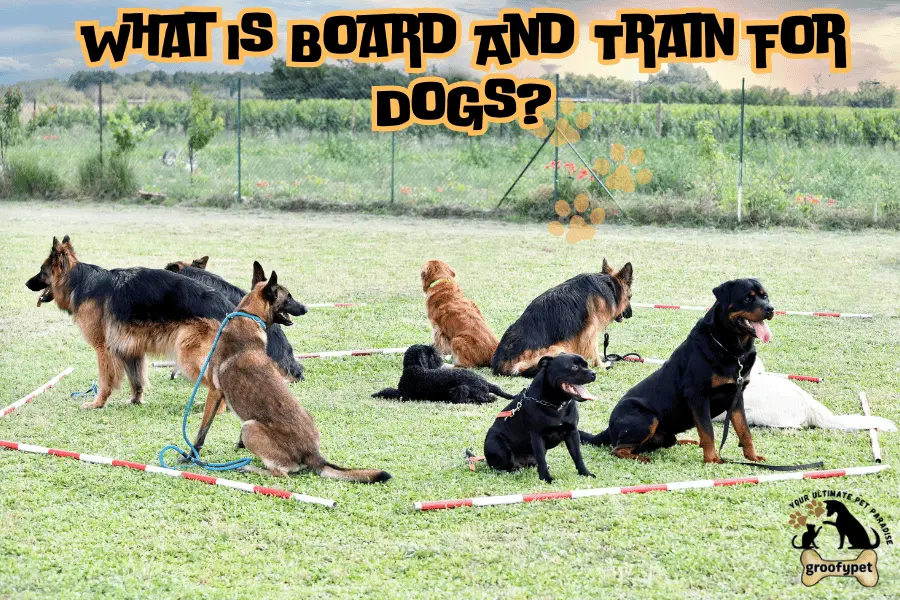 what is board and train for dogs