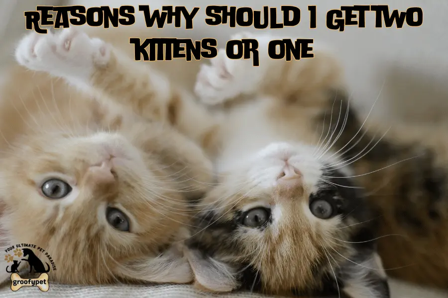 should i get two kittens or one