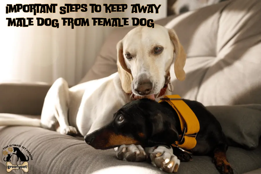 my male dog won't leave my female dog alone
