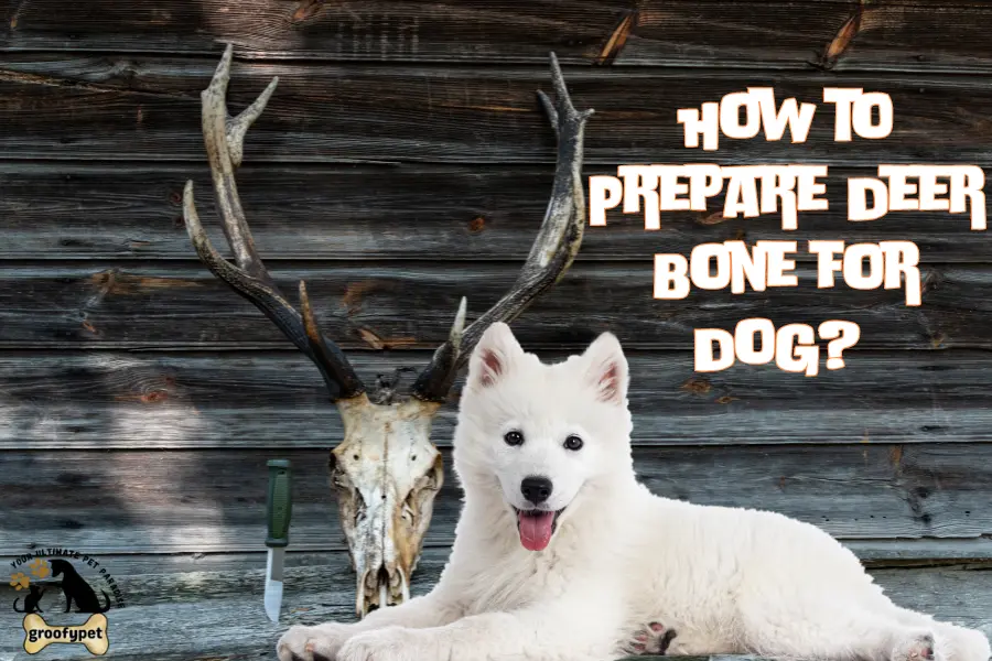 how to prepare deer bone for dog?