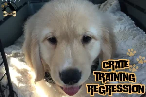 crate training regression