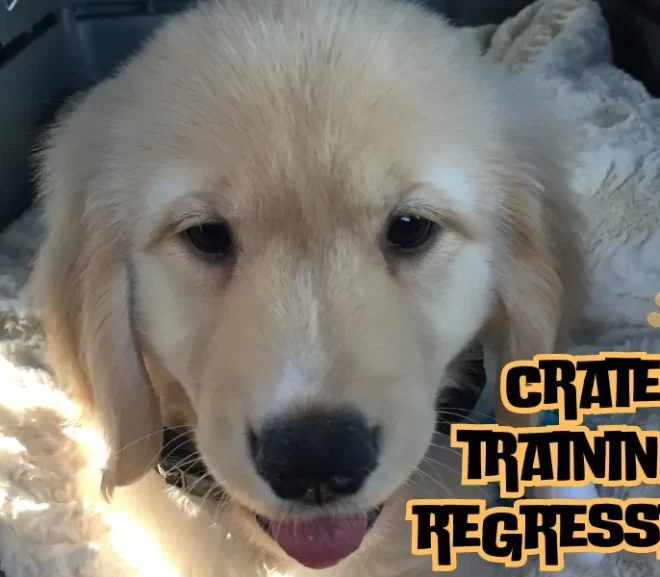 Crate Training Regression: Essential Tips and Strategies!