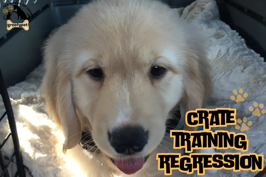 crate training regression