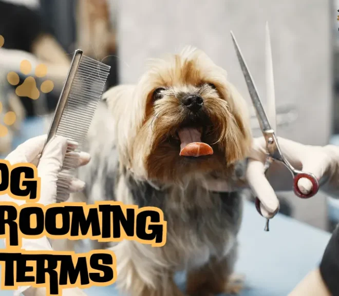 Dog Grooming Terms At Home: Essential Care for Your Beloved Pet
